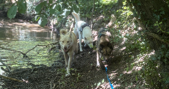 typhaine pet sitter à GENNES LONGUEFUYE 53200_2