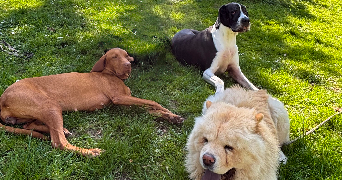 karolina pet sitter à PARIS 17 75017_9