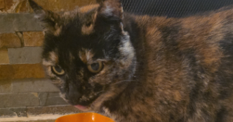 murielle pet sitter à BEAUCAIRE 30300_8