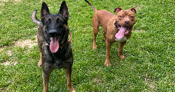 suzane pet sitter à CHEVILLY LARUE 94550_7