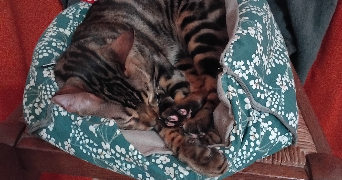 kévin pet sitter à BIARRITZ 64200_2