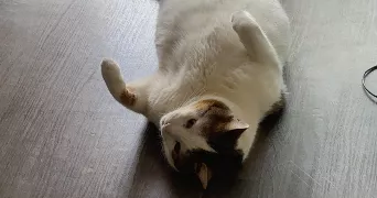david pet sitter à PONTAULT COMBAULT 77340