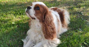 mathilde pet sitter à LA MOTTE SERVOLEX 73290_1