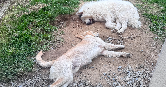 leyla pet sitter à HAUTEVILLE LA GUICHARD 50570_4