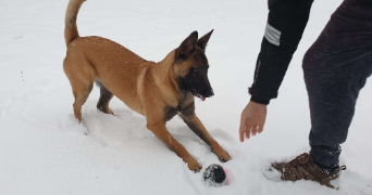 joffrey pet sitter à CHATEAUNEUF GRASSE 06740_2