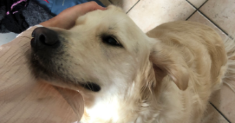 tasnim pet sitter à ROUBAIX 59100_1
