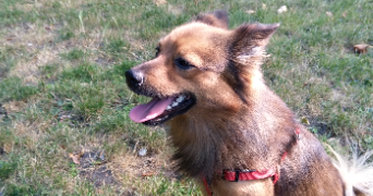 mélissa pet sitter à CORBEIL ESSONNES 91100_3