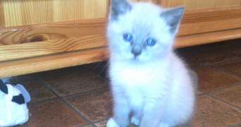 sarah pet sitter à FLERS EN ESCREBIEUX 59128_4