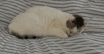 eva pet sitter à FRESNES 94260_6