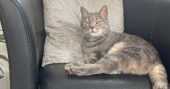 marion pet sitter à ST MEEN LE GRAND 35290_1