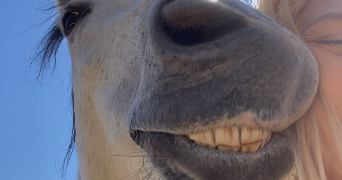 marie pet sitter à NANCRAY SUR RIMARDE 45340_4