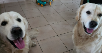 cécile pet sitter à STEENVOORDE 59114_8