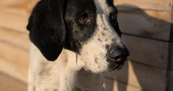 florence pet sitter à PERREUX 42120_5