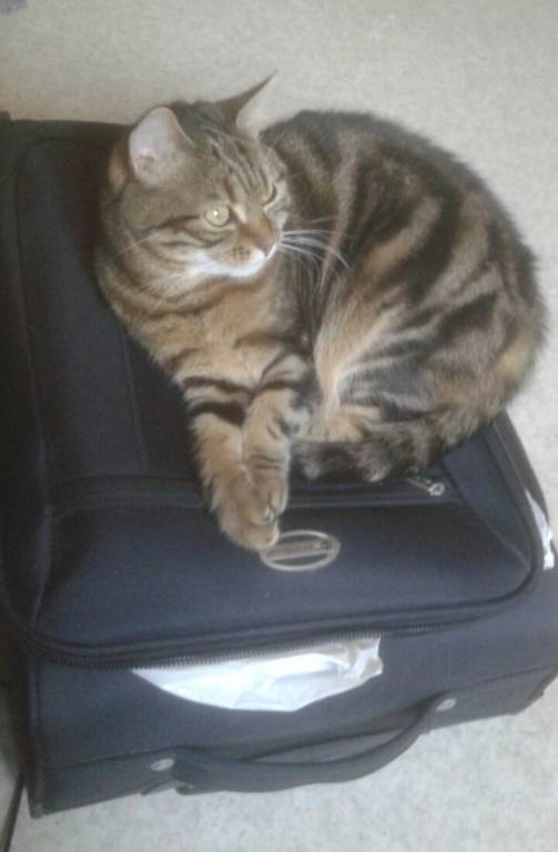 Marine pet sitter à Nantes 44000_2