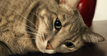 carine pet sitter à PONTAULT COMBAULT 77340_0