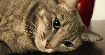 carine pet sitter à PONTAULT COMBAULT 77340