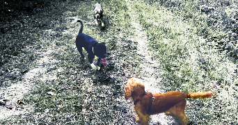 Manon pet sitter à Chenoise-Cucharmoy 77160_9