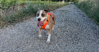 laura pet sitter à SORGUES 84700_1