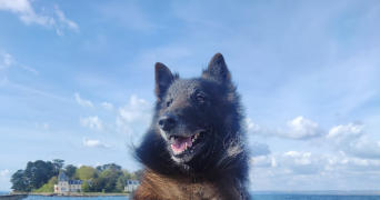 victoire pet sitter à DOUARNENEZ 29100_0