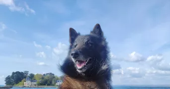 victoire pet sitter à DOUARNENEZ 29100