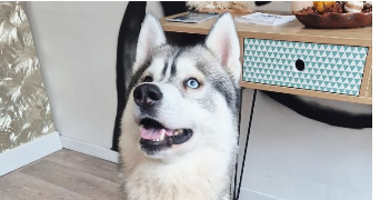 aymeric pet sitter à CALAIS 62100_1