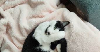 anne marie pet sitter à GAZERAN 78125_1