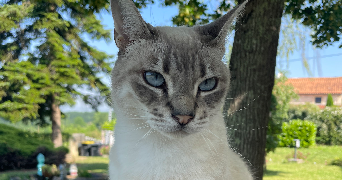 camille pet sitter à MERIGNAC 33700_6