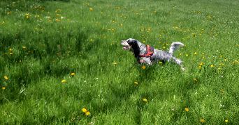 isabelle pet sitter à LE BRIGNON 43370_6