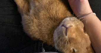 stephanie pet sitter à MARSEILLE 04 13004_1