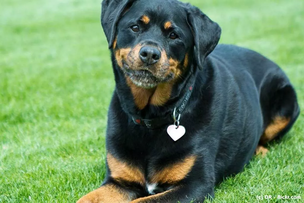 yasmina pet sitter à Annoeullin 59112