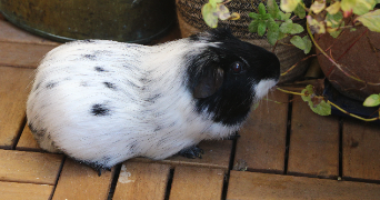 caroline pet sitter à NICE 06200_7
