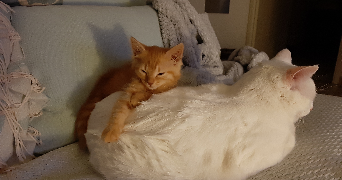 tiphaine pet sitter à SCHEIBENHARD 67630_7