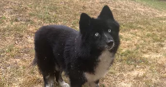 anna dog sitter à FONTAINEBLEAU 77300