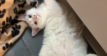 amalia pet sitter à MONTPELLIER 34090_1