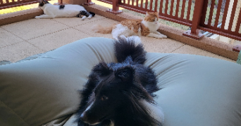 charlotte pet sitter à PUGET SUR ARGENS 83480_2