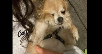 olivia pet sitter à PARIS 11 75011_2