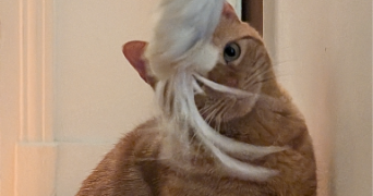 mai et rémi pet sitter à BOIS COLOMBES 92270_8