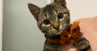 manon pet sitter à BURBURE 62151_5