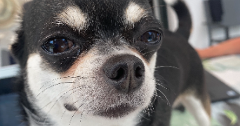 marie pet sitter à PLAILLY 60128_2