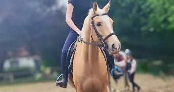 mignellie pet sitter à PAU 64000