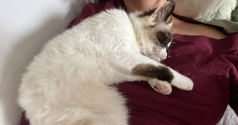 mélanie pet sitter à LIMOGES 87000_3