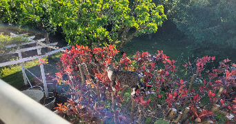 maxime pet sitter à NANTES 44000_1