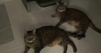 charlotte pet sitter à AIX LES BAINS 73100_2