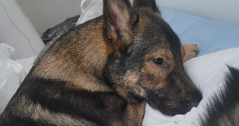 lukas pet sitter à BEAUVAIS 60000_1