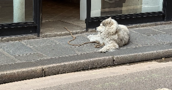 thanh cat sitter à LE PERREUX SUR MARNE 94170_0