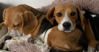 laurane pet sitter à NANCY 54000_5