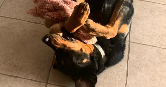 zoé pet sitter à COURBEVOIE 92400_3
