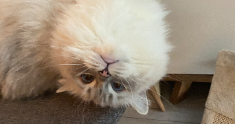romane pet sitter à FONTENAY LE FLEURY 78330_4