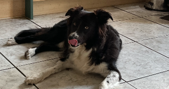 hugo pet sitter à ROUBAIX 59100_2