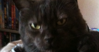Annabelle pet sitter à VAUX LE PENIL 77000_0